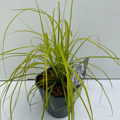 Carex oshimensis EVERCOLOR EVERILLO (Cammeraat Potcultuur)