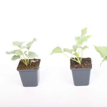 Helleborus 'Silver Lace'