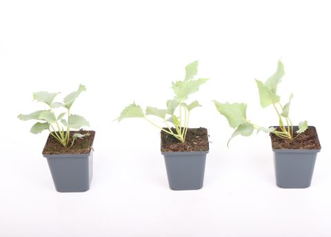 Helleborus 'Silver Lace'