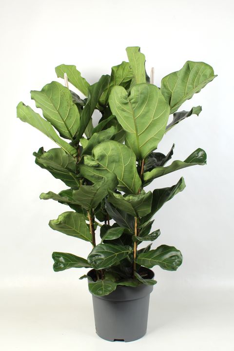 Ficus lyrata