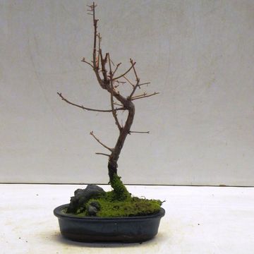 Metasequoia glyptostroboides