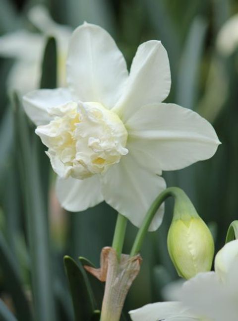 Narcissus 'White Marvel'