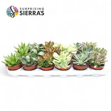 Succulente MIX