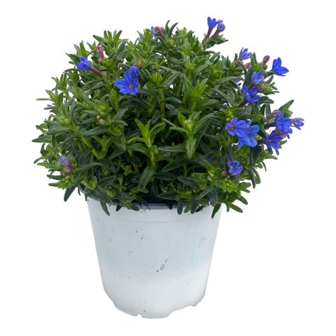 Lithodora diffusa