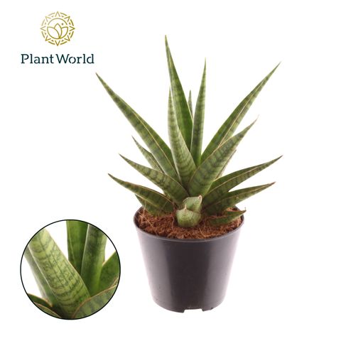 Sansevieria 'Blue Dancing'
