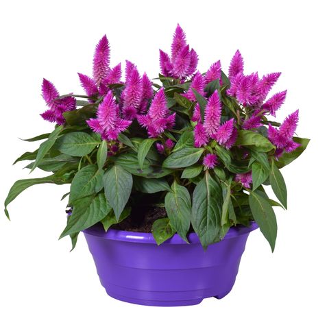 Celosia argentea INTENZ DARK PURPLE