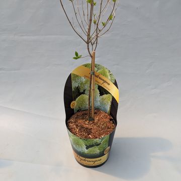 Hydrangea paniculata MAGICAL SWEET SUMMER