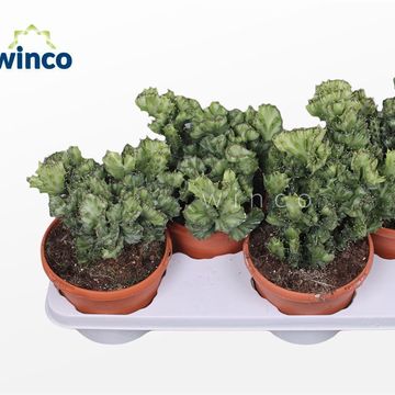 Euphorbia lactea 'Cristata'