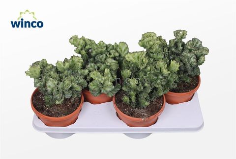 Euphorbia lactea 'Cristata'