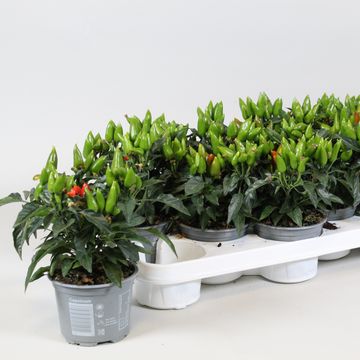 Capsicum annuum 'Salsa Red'