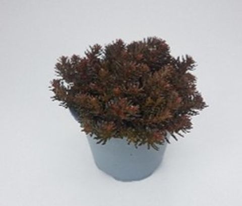 Sedum 'Chocolate Ball'