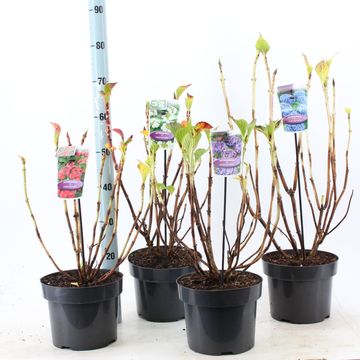 Hydrangea macrophylla MIX