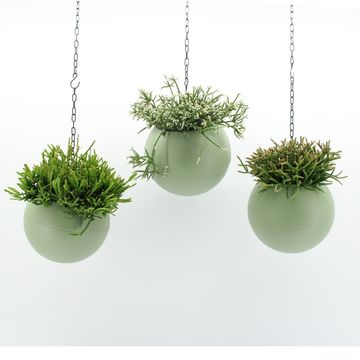 Ετοιμασίες Indoor Rhipsalis Mix