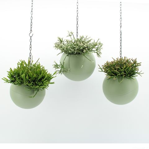 Ετοιμασίες Indoor Rhipsalis Mix