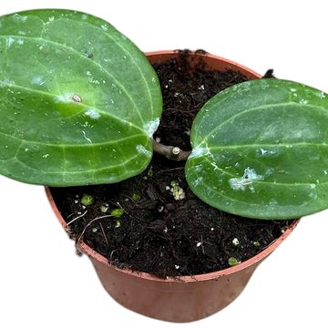 Hoya macrophylla BORNEO