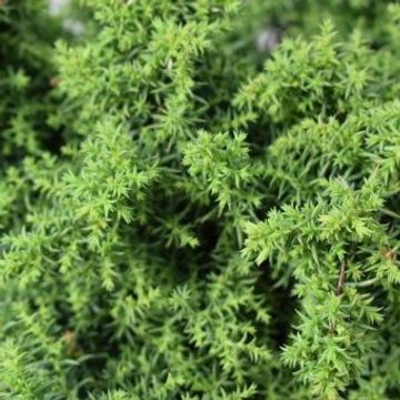 Cryptomeria japonica 'Йокогама'