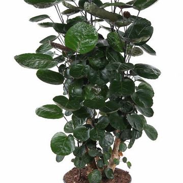 Polyscias 'Fabian'