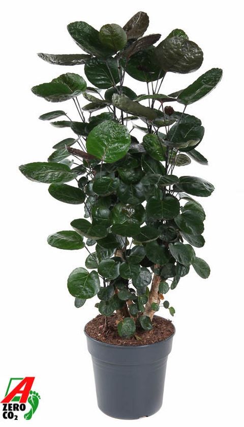 Polyscias 'Fabian'