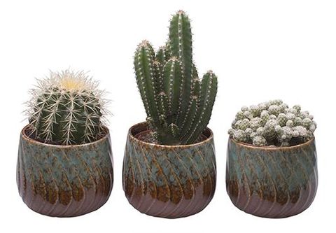 Cactus MIX