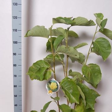 Magnolia denudata YELLOW RIVER