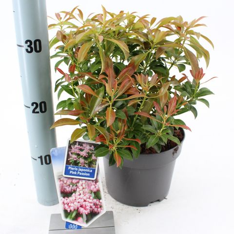 Pieris japonica PINK PASSION