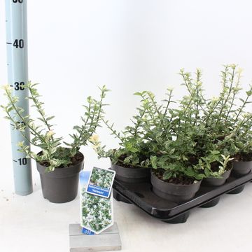 Euonymus fortunei 'Harlequin'