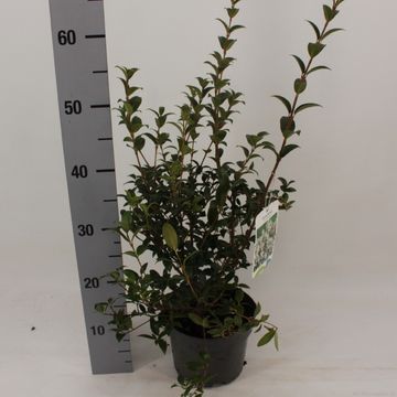 Osmanthus x burkwoodii