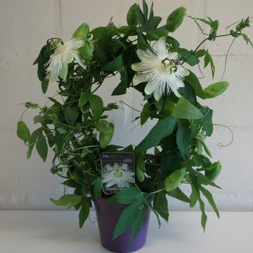 Passiflora 'Snow Queen'