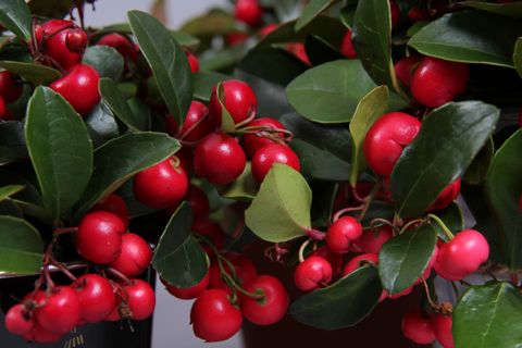 Gaultheria procumbens BIG BERRY