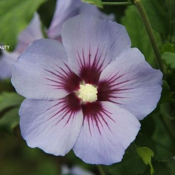 Hibiscus syriacus 'Oiseau Bleu'