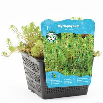Myriophyllum rubricaule