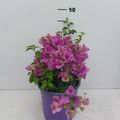Bougainvillea glabra