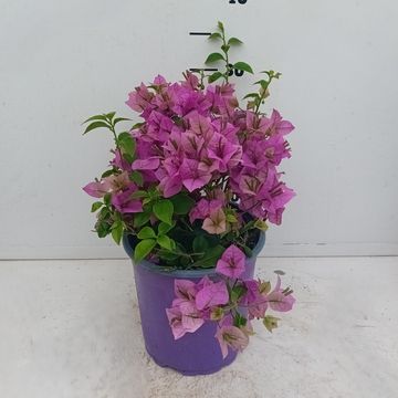 Bougainvillea glabra