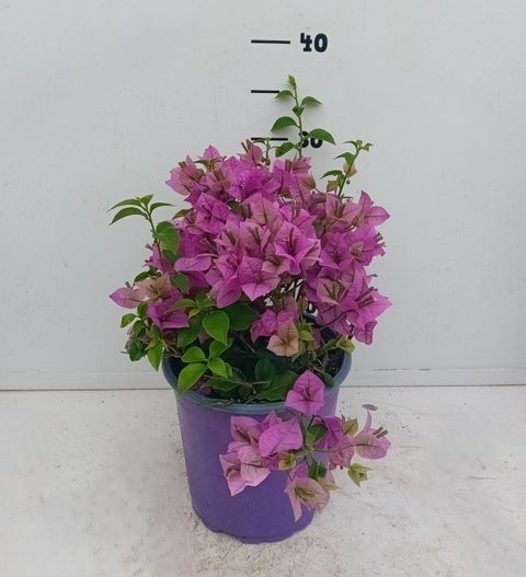 Bougainvillea glabra