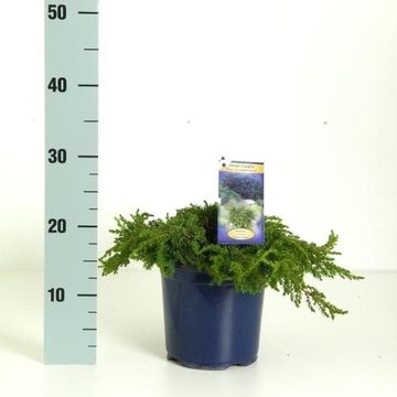 Juniperus communis 'Green Carpet'