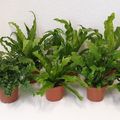 Asplenium MIX