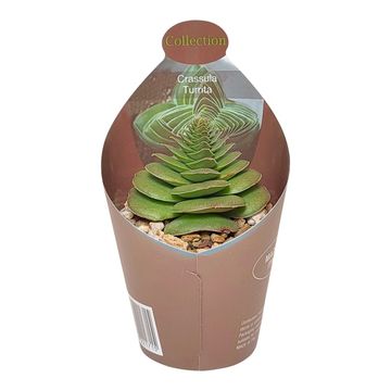 Crassula capitella turrita