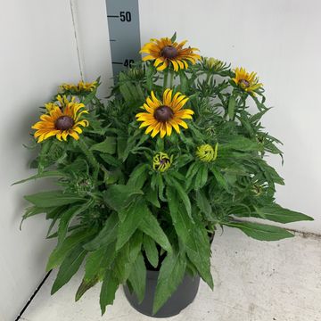 Rudbeckia 'Sunny SmileyZ'