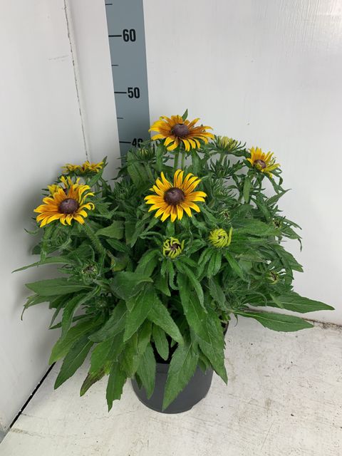 Rudbeckia 'Sunny SmileyZ'