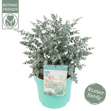 Eucalyptus gunnii AZURA