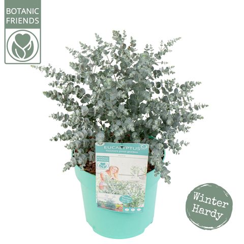 Eucalyptus gunnii AZURA
