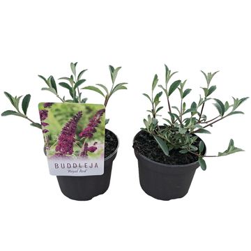 Buddleja davidii 'Royal Red'