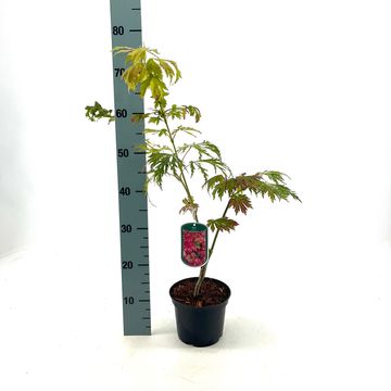 Acer japonicum 'Aconitifolium'