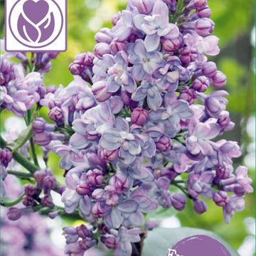 Syringa vulgaris 'Président Grévy'