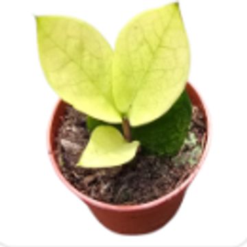 Zamioculcas zamiifolia 'Chameleon'