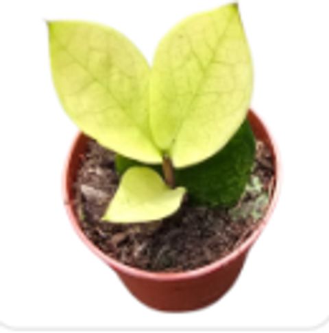 Zamioculcas zamiifolia 'Chameleon'