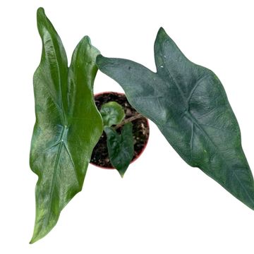 Alocasia nycteris 'Bat Wing'