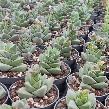Crassula 'Moonglow'
