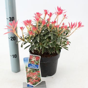 Pieris 'Flaming Silver'