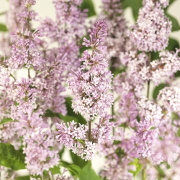 Syringa BLOOMERANG PINK PERFUME